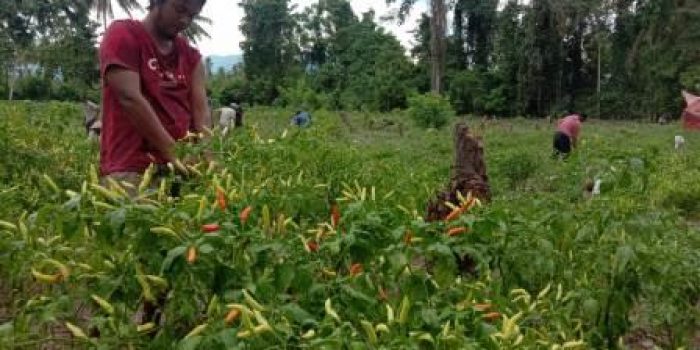 Antisipasi Dampak Inflasi, Masyarakat Tanam Cabai