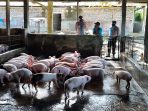 Ribuan Ternak Babi di Parimo Mati Akibat Wabah Virus
