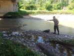 Warga Resah, Bangkai Babi Dibuang Sembarangan