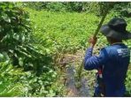 Warga Sausu Peore di Gigit Buaya Saat Mencari Sayur di Rawa, Korban Alami Luka Serius