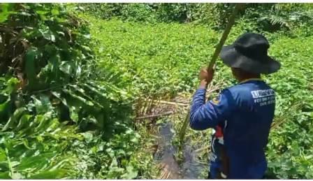 Warga Sausu Peore di Gigit Buaya Saat Mencari Sayur di Rawa, Korban Alami Luka Serius