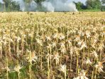 Berikut Ini 10 Kabupaten Produsen Jagung Terbesar di Indonesia