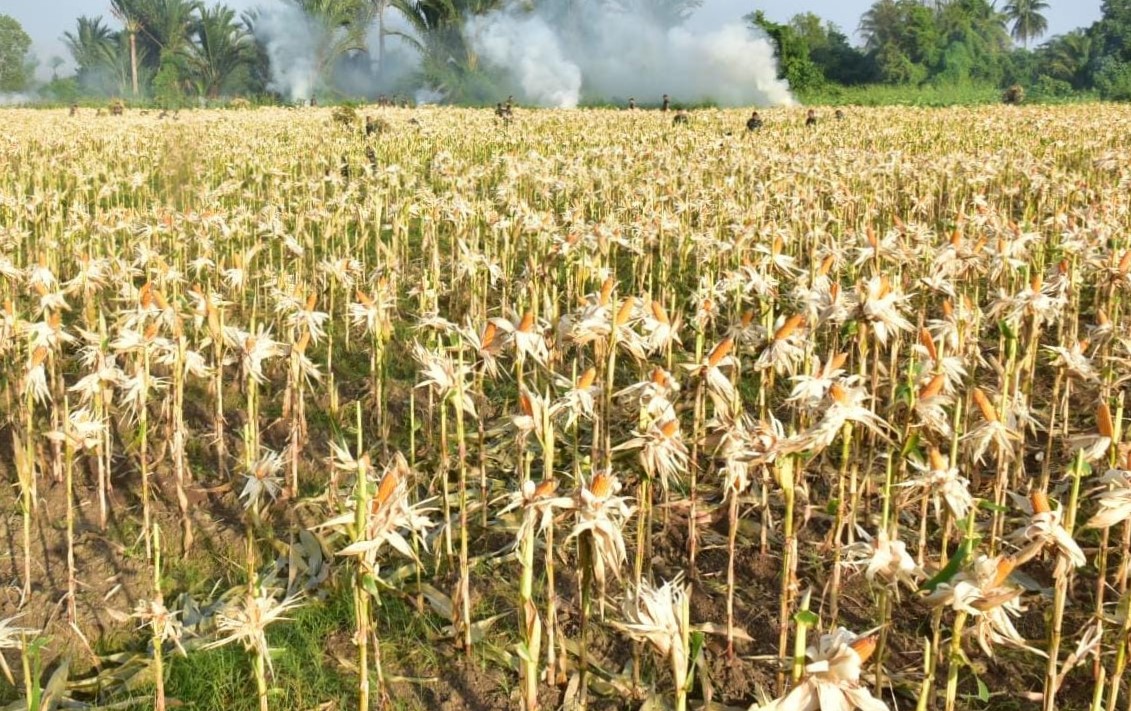 Berikut Ini 10 Kabupaten Produsen Jagung Terbesar di Indonesia