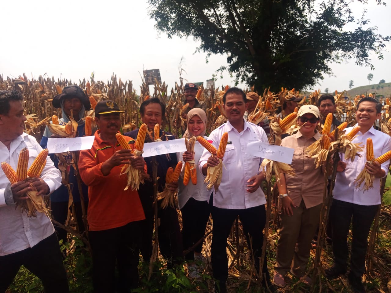 Produksi Jagung Nasional, Kementan: Naik Tajam
