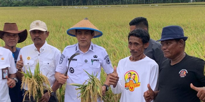 Bupati Pimpin Panen Padi Perdana di Kasimbar Palapi