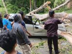 Pohon Tumbang Timpa Mobil di Jalur Trans Kebun Kopi, Satu Pengemudi Tewas di Tempat