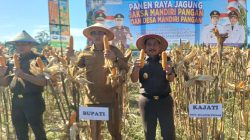 Sinergi Ketahanan Pangan, Kejati Sulteng Sukses Panen Raya Jagung di Parimo