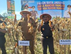 Sinergi Ketahanan Pangan, Kejati Sulteng Sukses Panen Raya Jagung di Parimo