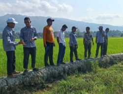 Camat Tomini Dorong Petani Tanam Padi Serentak