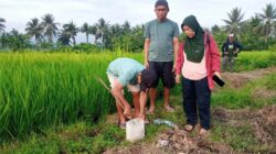 Bantu Kelompok Tani, PPL Dinas TPHP Parimo Gelar Gerdal Hama Tikus.