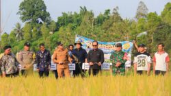 Panen Perdana Cetak Sawah di Kasimbar, Bupati Parimo Sebut Produksi Padi Menurun